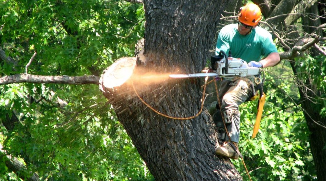 arborist near me