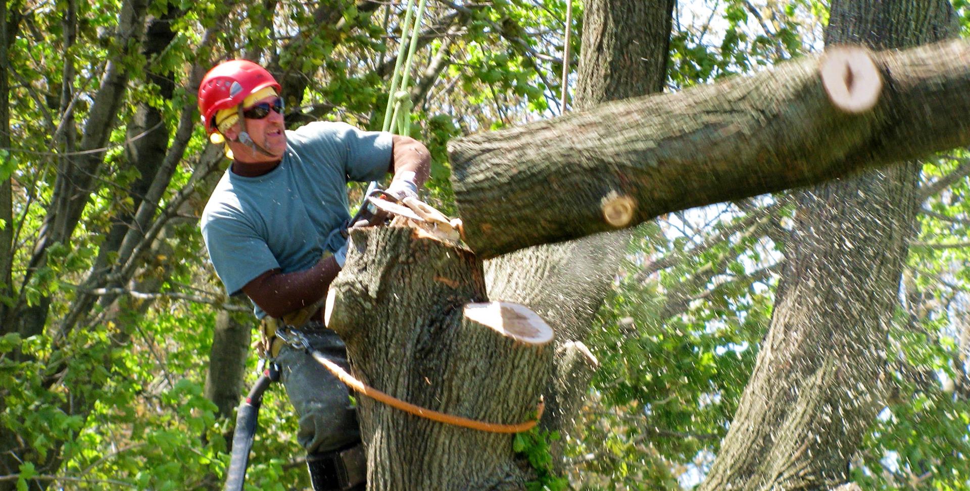 local tree service