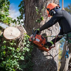 tree service cincinnati