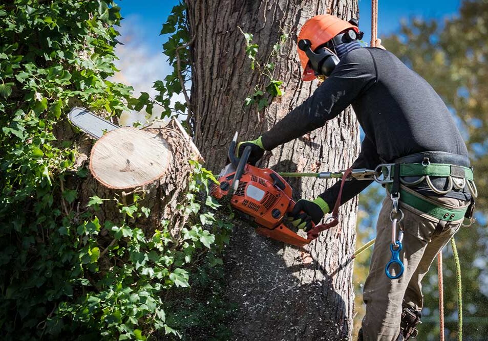 tree trimming companies