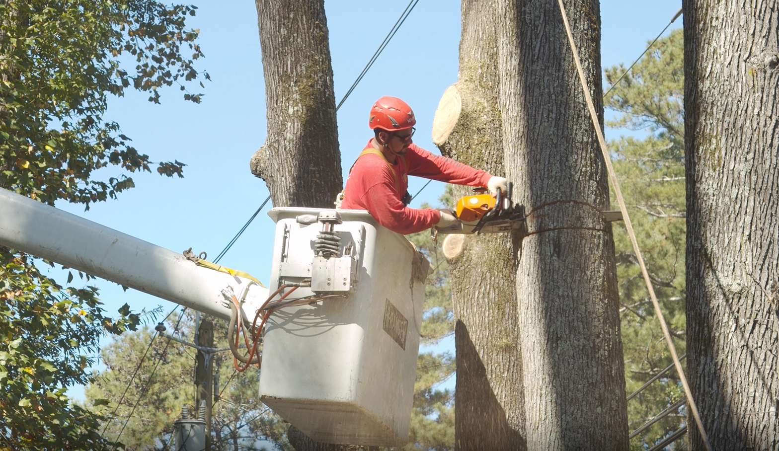 tree removal atlanta