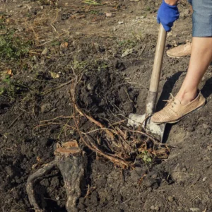 easy way to remove tree stumps