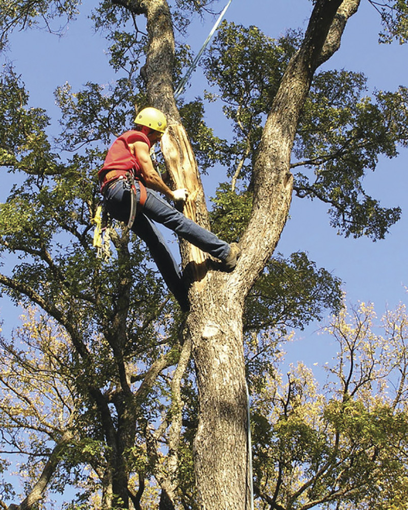 tree service atlanta