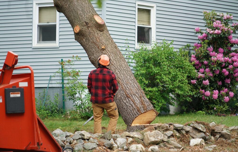 professional tree removal service