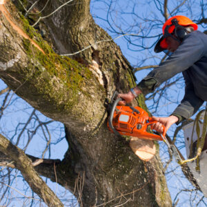 tree trimming companies