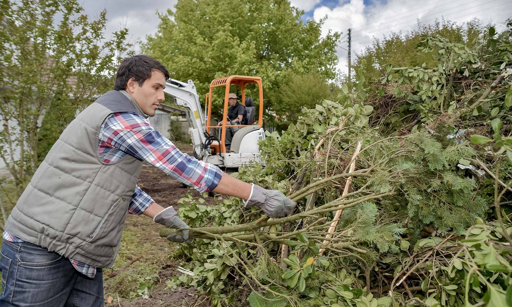 cheap tree removal