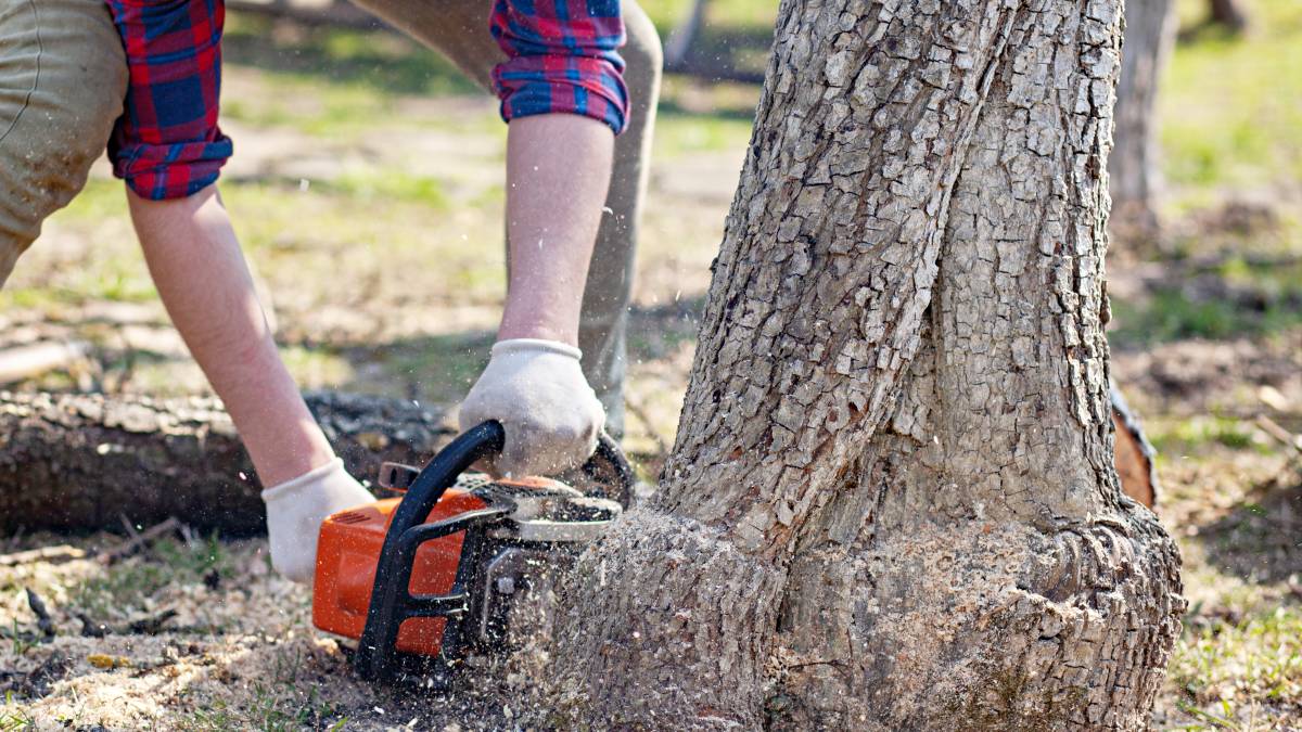 tree stump removal cost