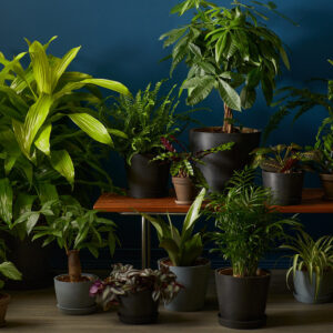 indoor tree plants low light