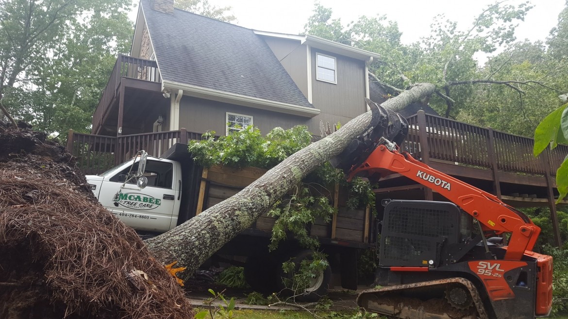 emergency tree removal near me
