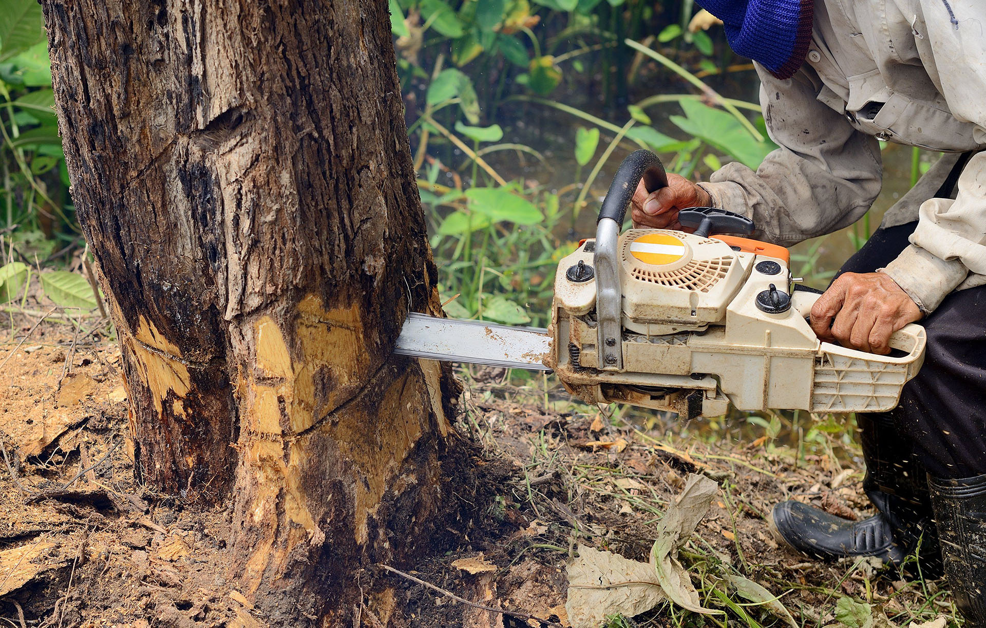 tree lopping near me