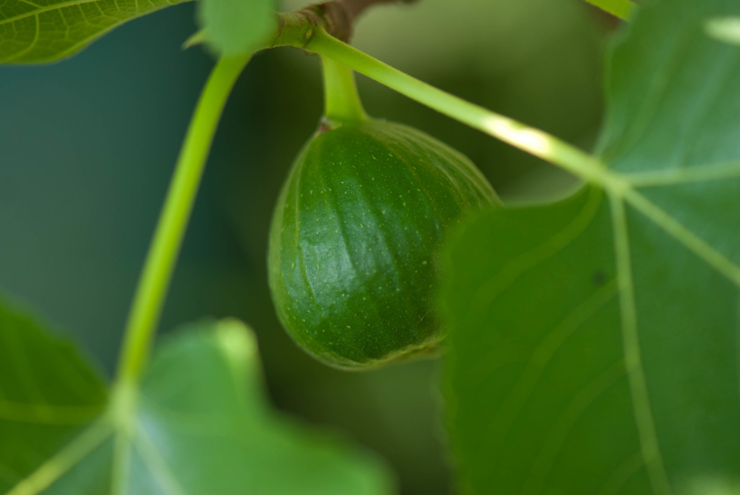 fig tree planting guide australia