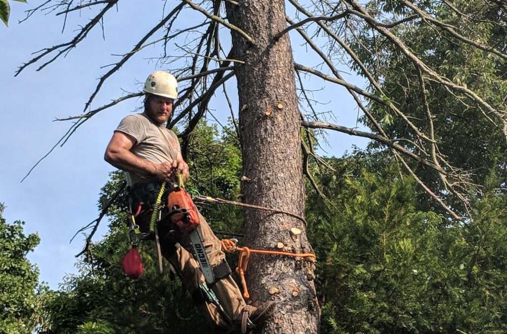 tree care near me