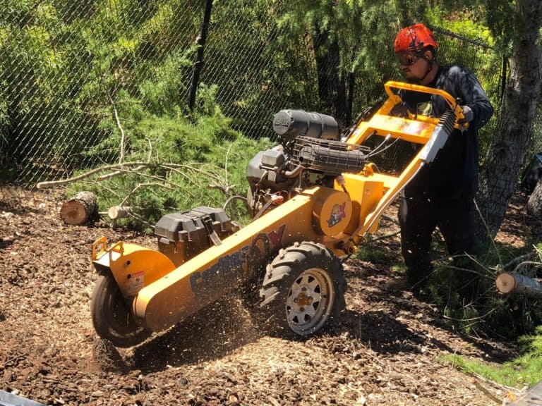 tree stump removal service
