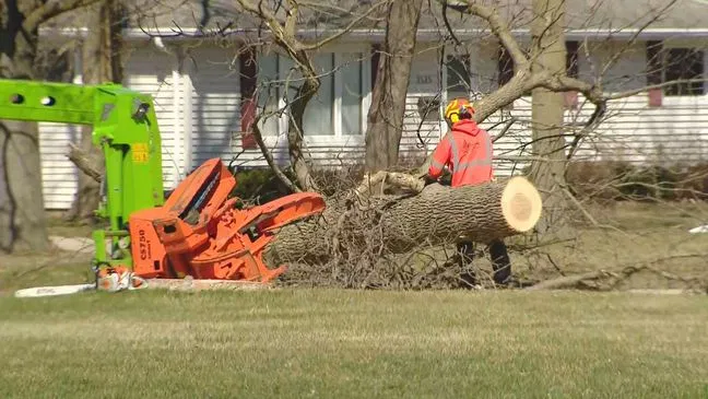 tree removal appleton