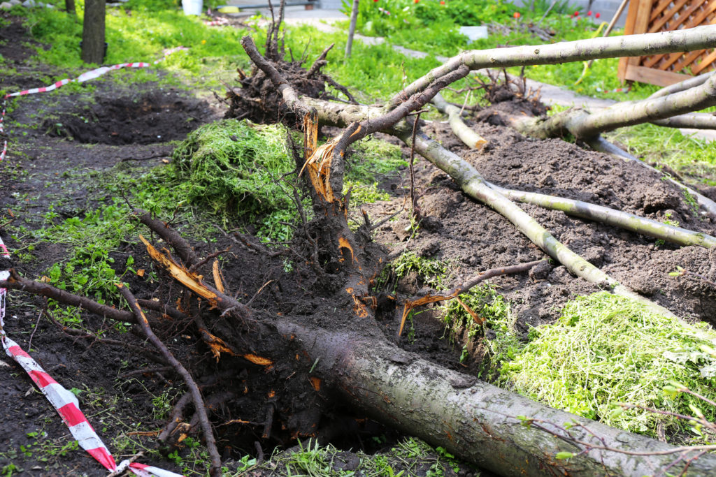 
tree root removal service
