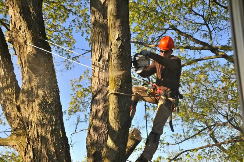 tree lopping near me