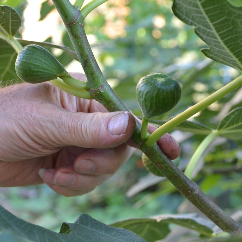 fig tree planting guide australia