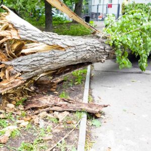 emergency tree removal near me