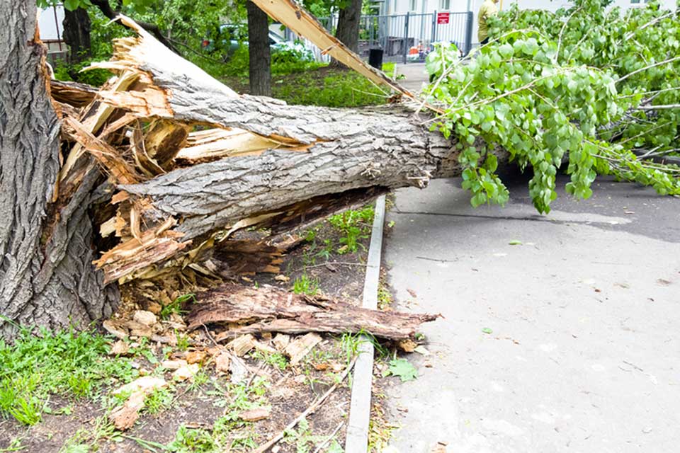 emergency tree removal near me