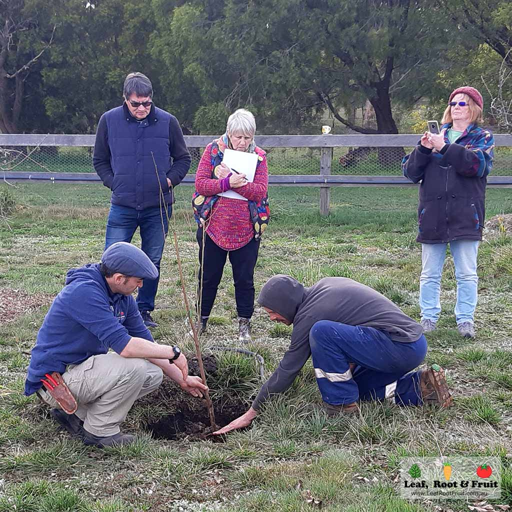 fruit tree planting guide melbourne