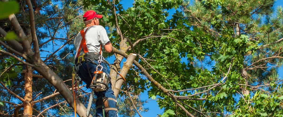 tree services anchorage