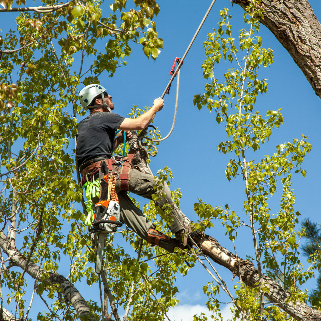 tree surgeon