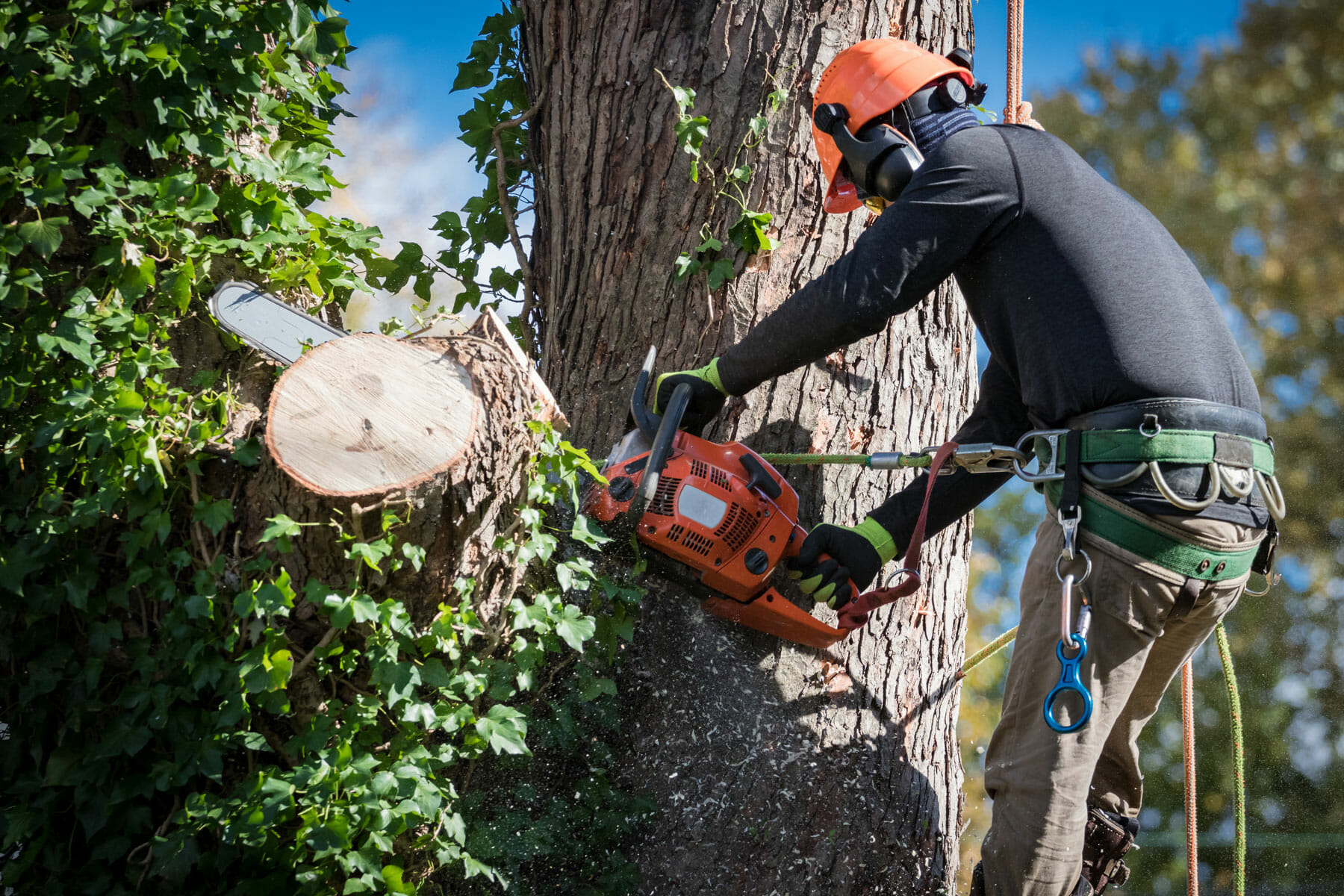 tree care arborist