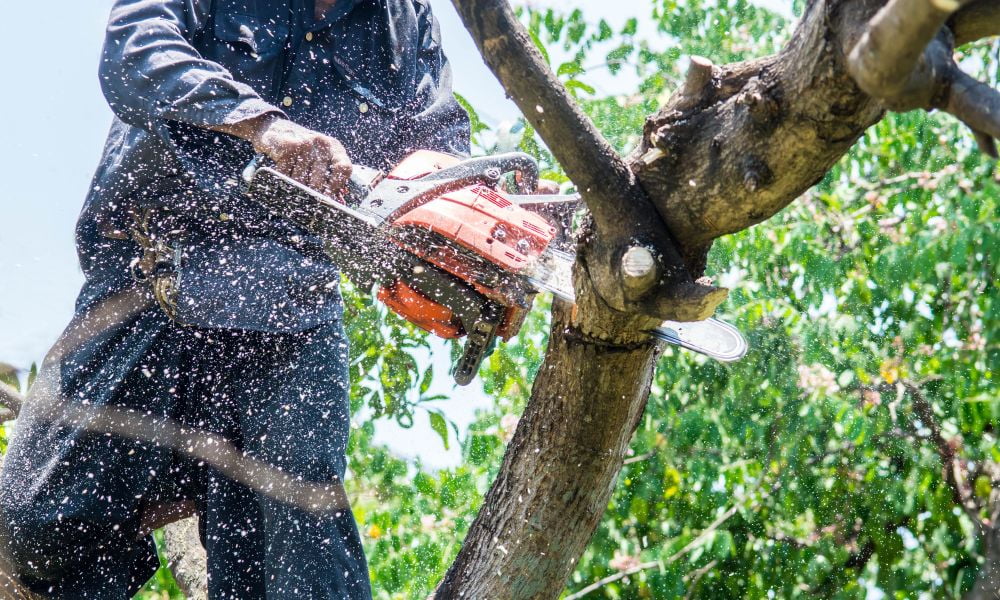 professional tree care