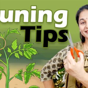 pruning tips