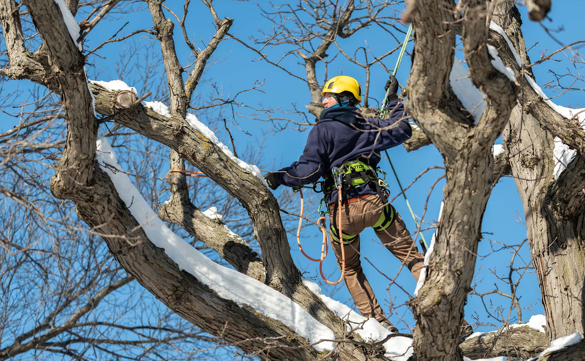 trimming trees in winter