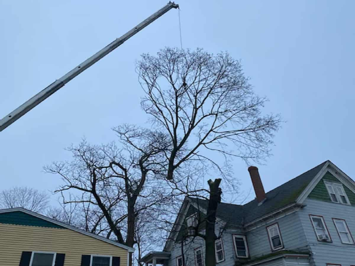 residential tree service