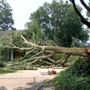 tree service appleton wi