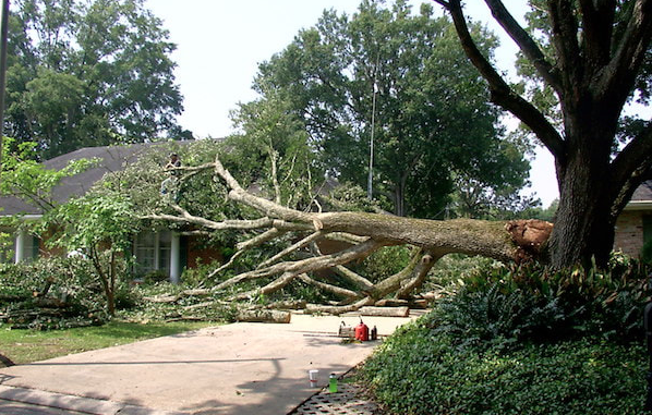 tree service appleton wi