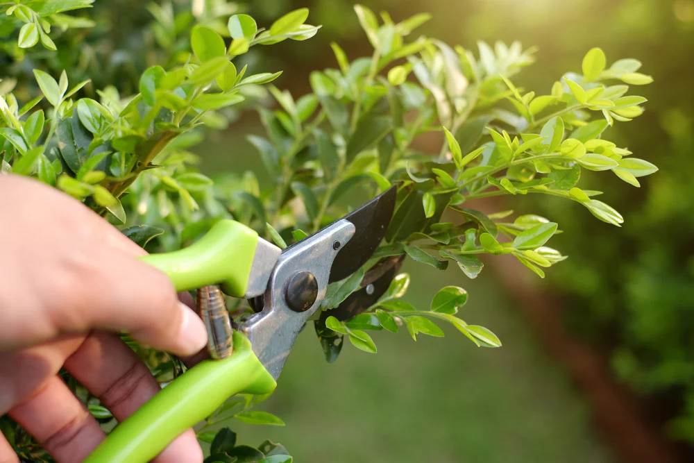 pruning tips