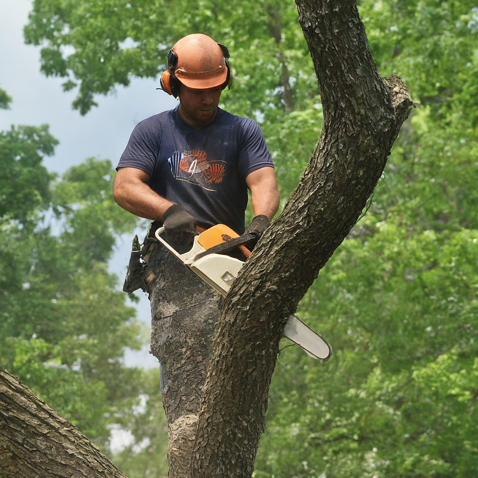 tree trimming near me