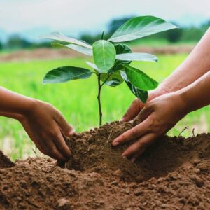 tree planting services