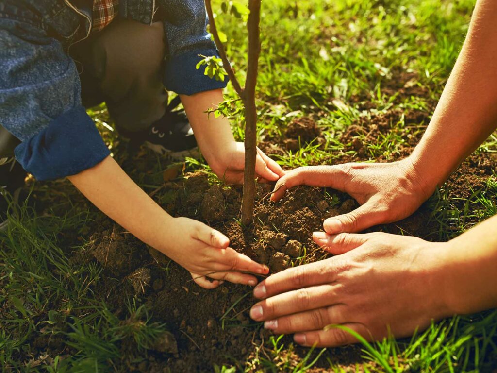 tree planting guide uk