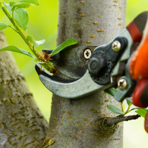 tree pruning