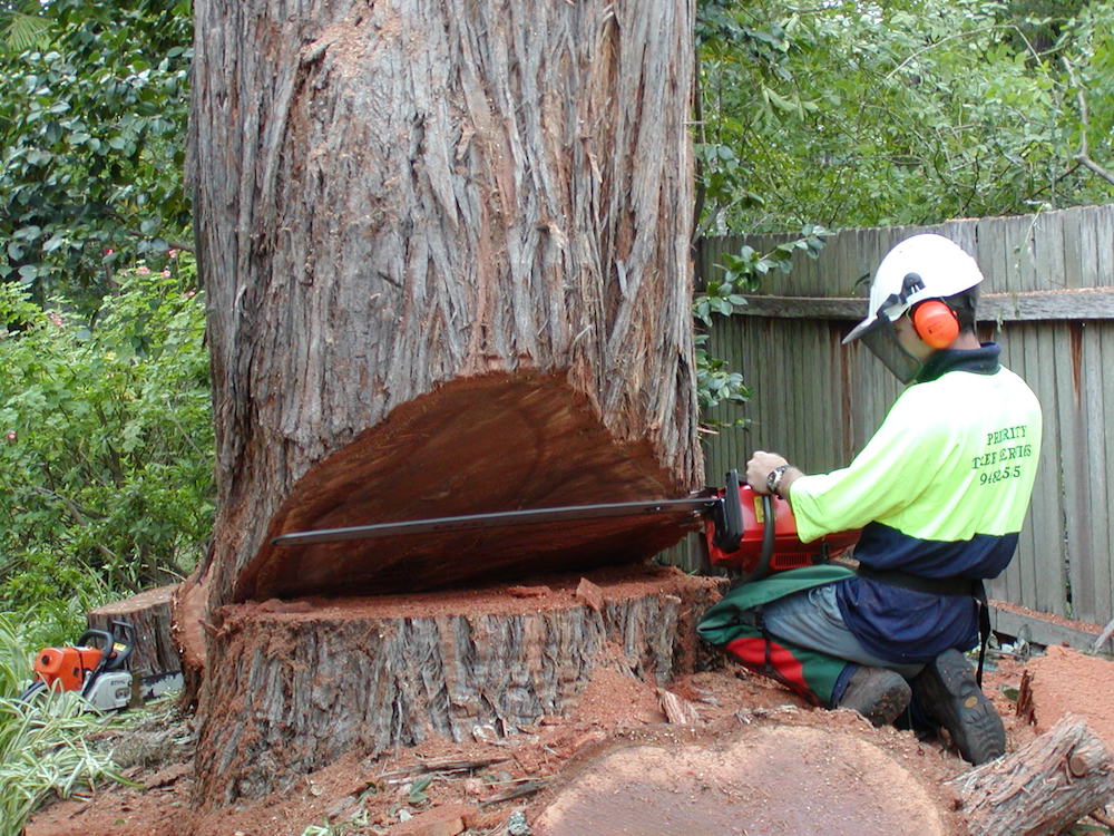 sequoia tree services