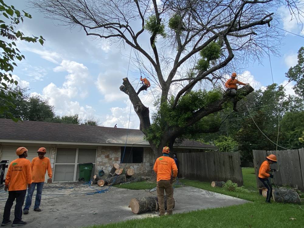 tree removal financing near me