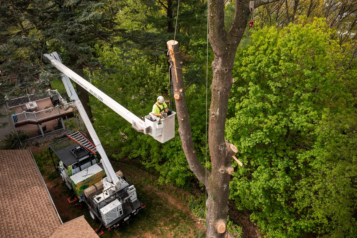 cheap tree removal