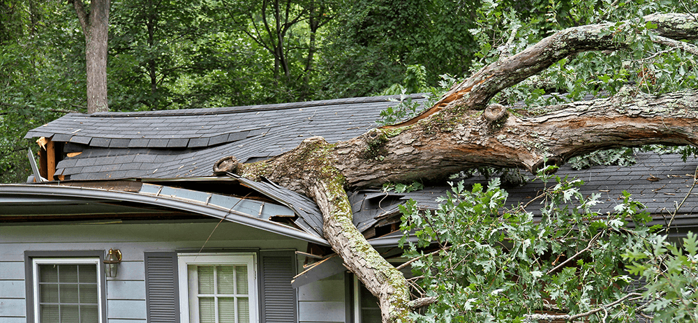 emergency tree removal near me
