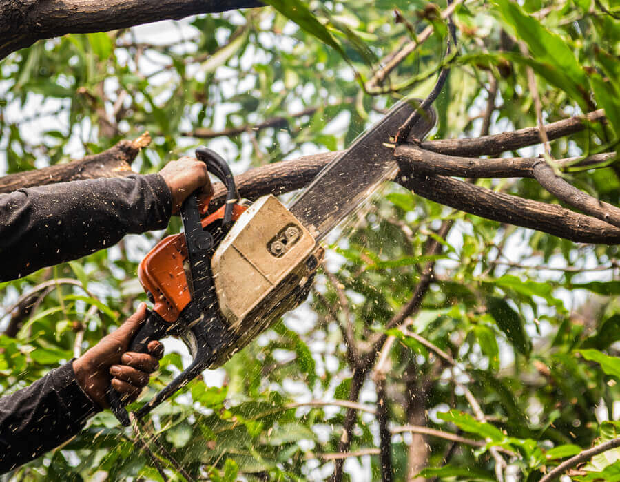 tree surgeon