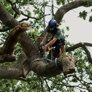 tree removal anchorage