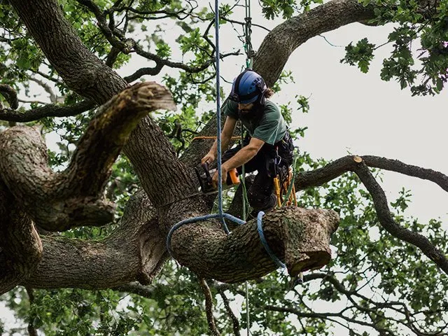 tree removal anchorage