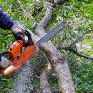 tree care near me