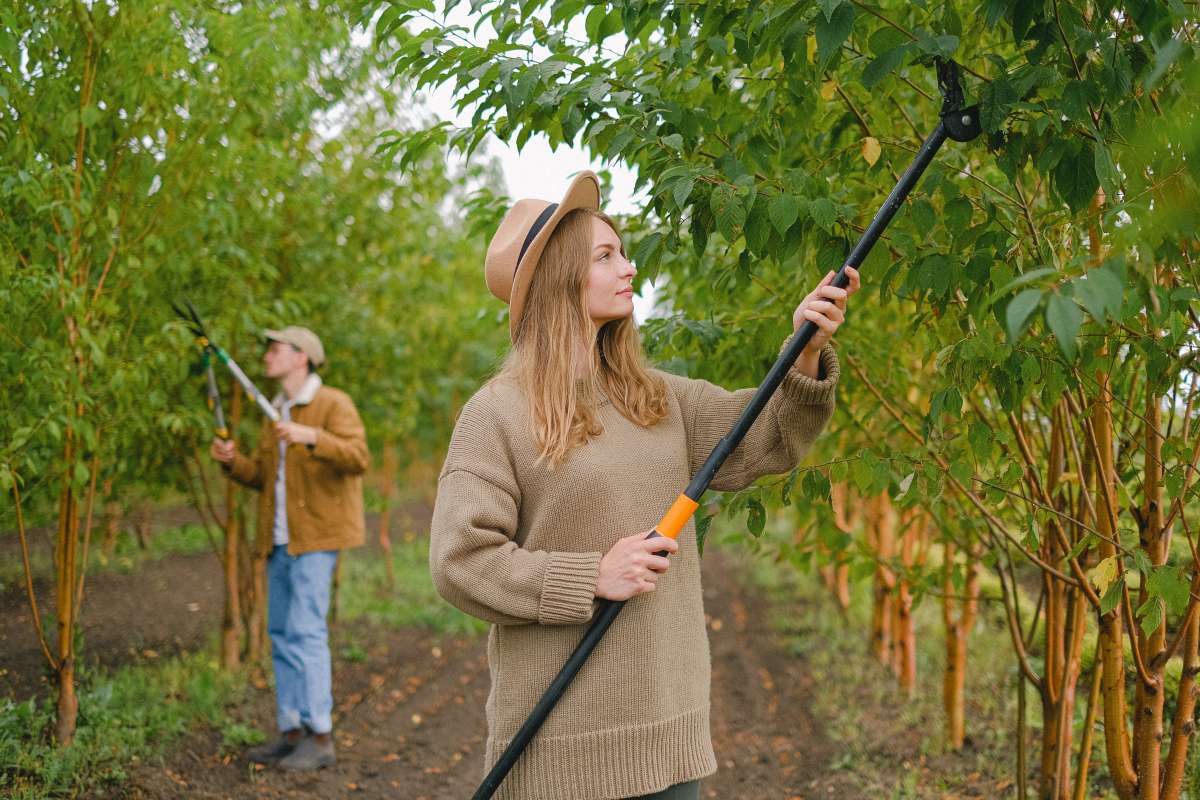 tree pruning vs trimming