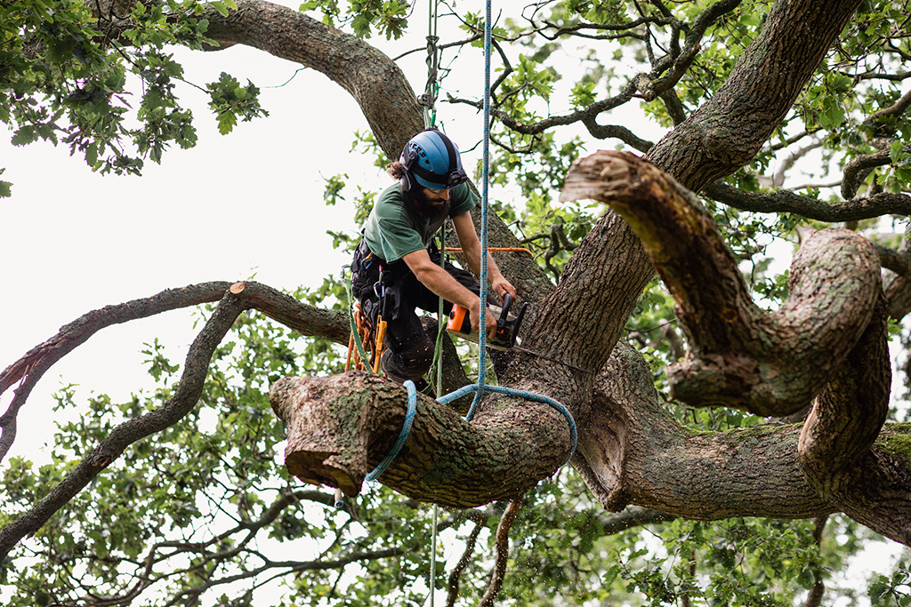 professional tree service