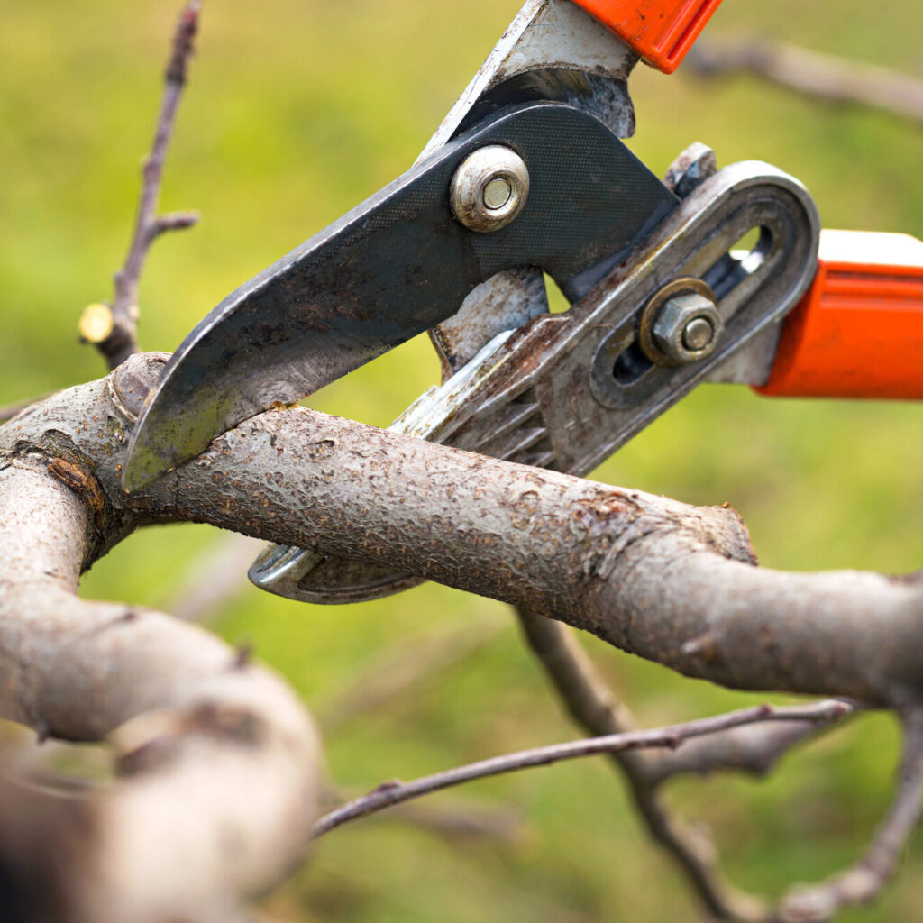 tree care arborist