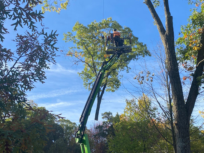 tree removal appleton